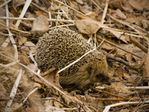 hog.jpg