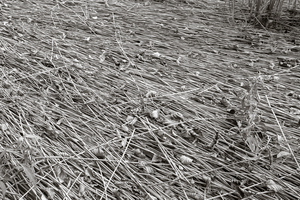 DSCF3517.jpg