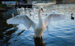DSCF6309.jpg