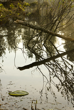 laetaekkoe.jpg